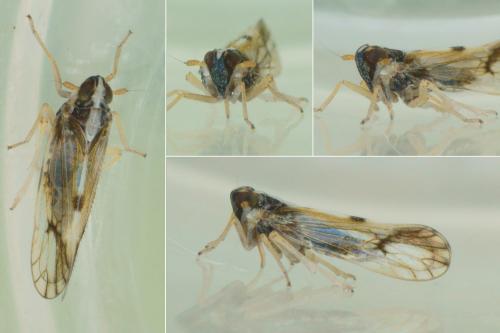 Réf. 217 609 : Matutinus putoni